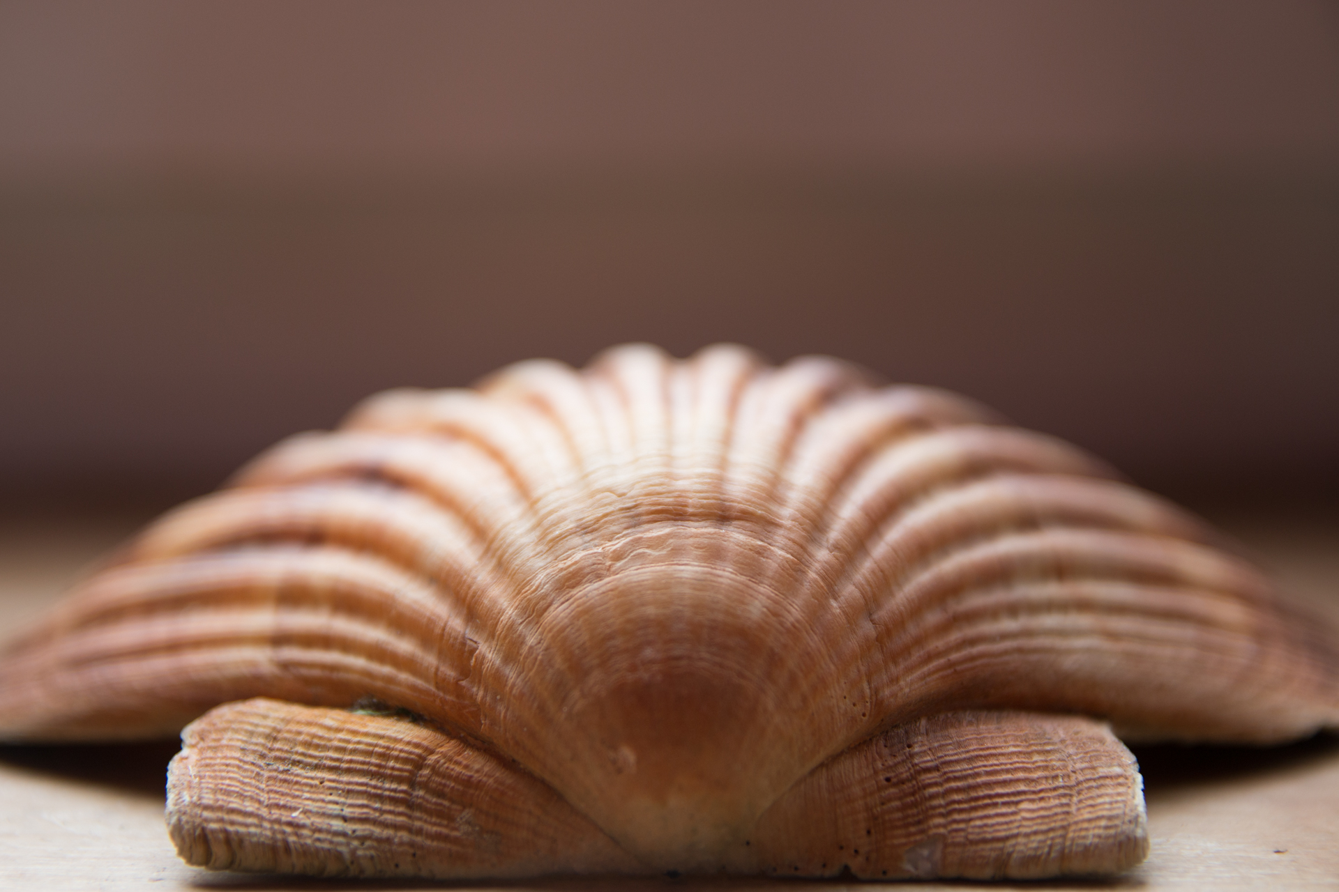 L' Oeil Noir Photographie